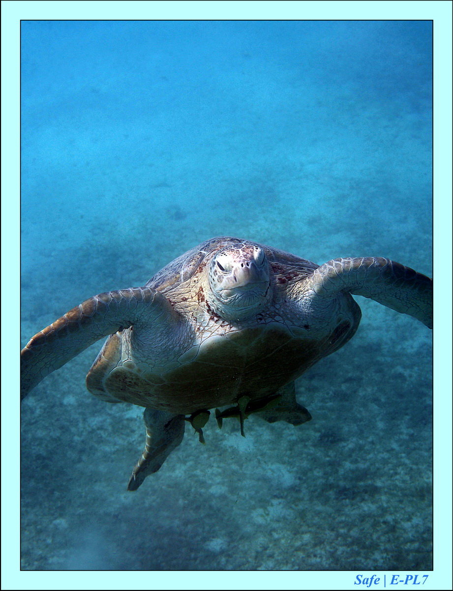 2016 - 07 - Leng Tengah - 085